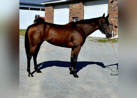 Thoroughbred, Mare, 10 years, 15 hh, Bay