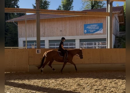 Thoroughbred, Mare, 10 years, 15,1 hh, Chestnut-Red