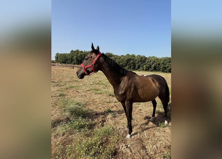 Thoroughbred, Mare, 10 years, 15,3 hh, Bay-Dark