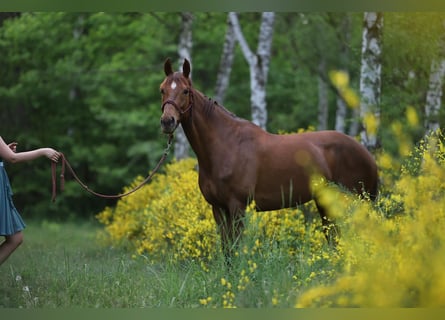 Thoroughbred, Mare, 11 years, 16 hh, Chestnut-Red