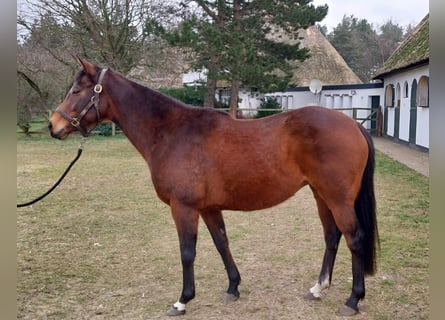 Thoroughbred, Mare, 11 years, Brown