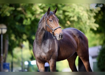 Thoroughbred, Mare, 12 years, 16 hh, Bay-Dark