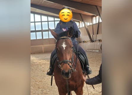 Englisches Vollblut, Stute, 12 Jahre, 16 hh, Brauner