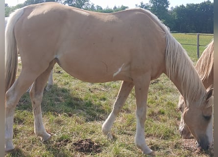 Thoroughbred, Mare, 14 years, 15,3 hh, Palomino
