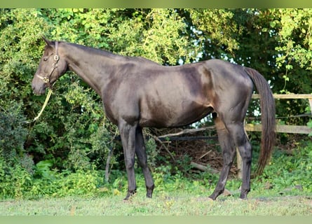 Thoroughbred, Mare, 14 years, 16.1 hh, Black