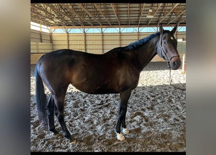 Thoroughbred, Mare, 14 years, 16 hh, Bay-Dark