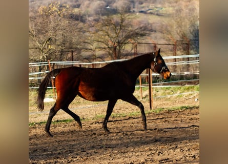 Thoroughbred, Mare, 14 years, Brown