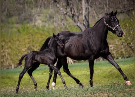 Thoroughbred, Mare, 15 years, 16.1 hh, Black
