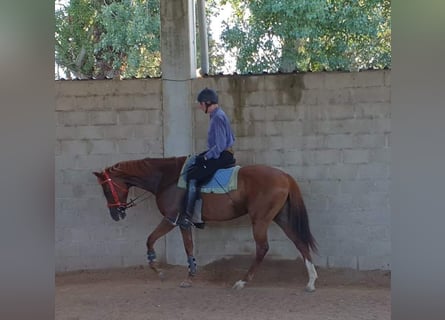 Thoroughbred, Mare, 15 years, 16 hh