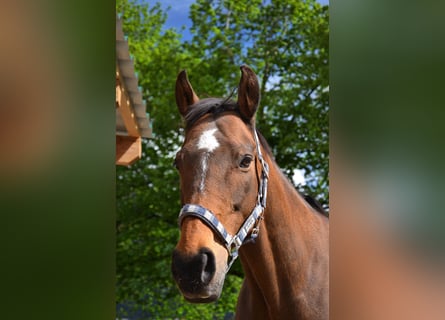 Thoroughbred, Mare, 16 years, 15.3 hh, Brown