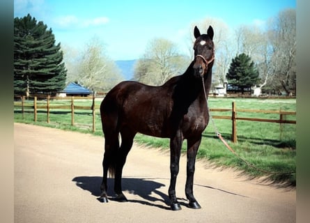 Thoroughbred, Mare, 16 years, 17 hh, Black