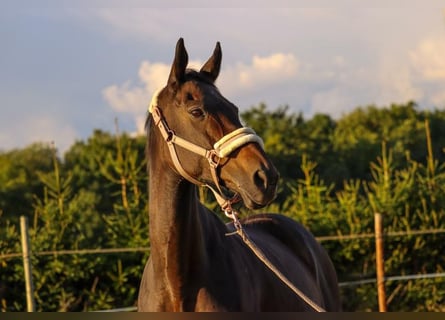 Thoroughbred, Mare, 18 years, 15,1 hh, Brown