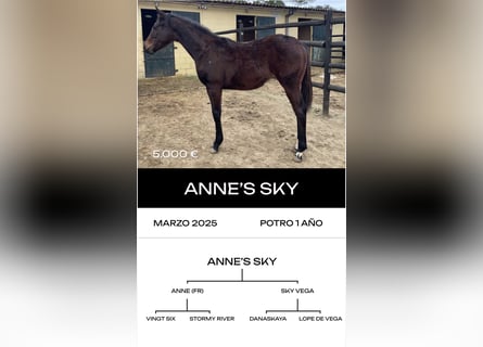 Thoroughbred, Mare, 1 year, Chestnut-Red