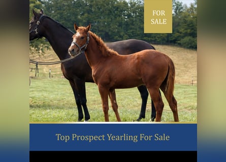 Thoroughbred, Mare, 1 year, Chestnut-Red