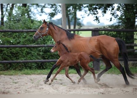 Thoroughbred, Mare, 21 years, 16 hh, Brown