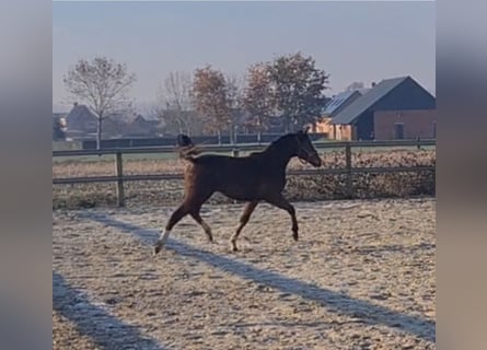 Thoroughbred, Mare, 2 years, 15.1 hh, Brown