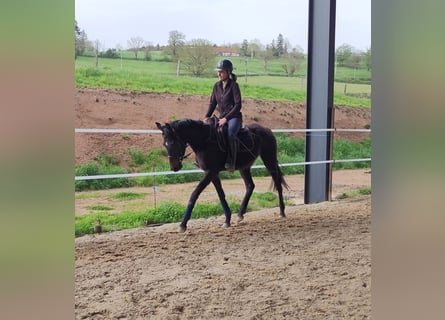 Thoroughbred, Mare, 3 years, 15,1 hh, Black