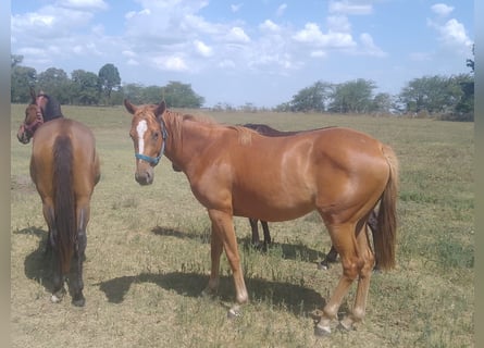 Thoroughbred, Mare, 3 years, 15,2 hh, Chestnut-Red