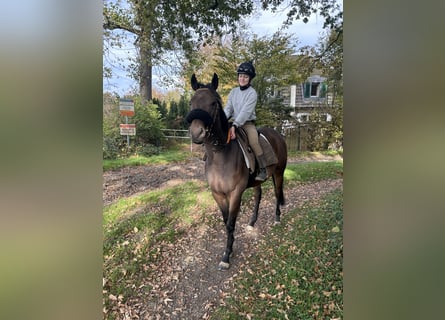 Thoroughbred, Mare, 3 years, 15,3 hh, Brown