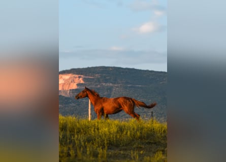 Thoroughbred, Mare, 3 years, 15 hh, Chestnut