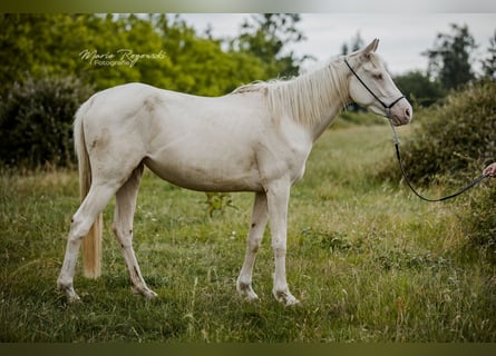 Thoroughbred, Mare, 3 years, 15,1 hh, Cremello