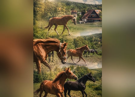 Thoroughbred, Mare, 3 years, Chestnut-Red