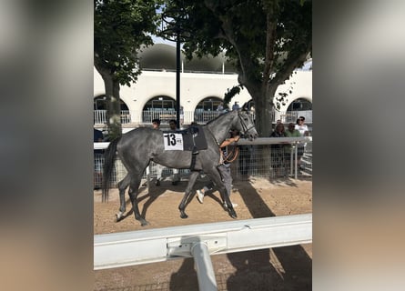 Thoroughbred, Mare, 3 years
