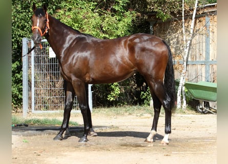 Thoroughbred, Mare, 4 years, 15,3 hh, Brown