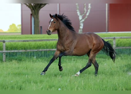 Thoroughbred, Mare, 4 years, 15,3 hh, Brown