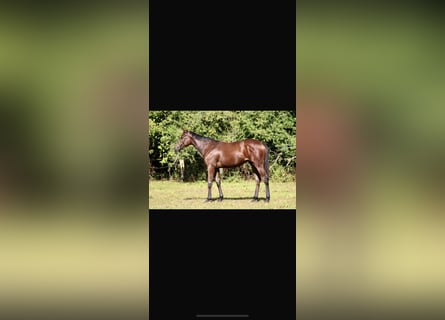 Thoroughbred, Mare, 4 years, 16 hh, Brown