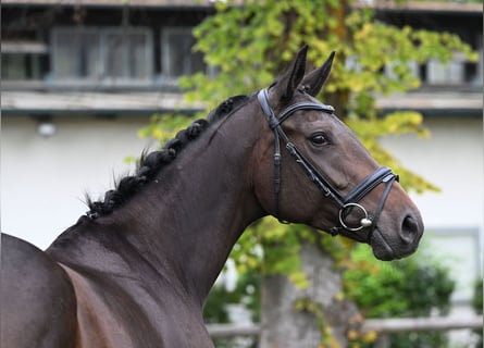 Thoroughbred, Mare, 4 years, 16 hh, Brown