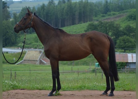 Thoroughbred, Mare, 5 years, 15,2 hh