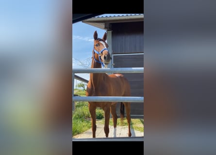 Thoroughbred, Mare, 5 years, 15,3 hh, Chestnut-Red