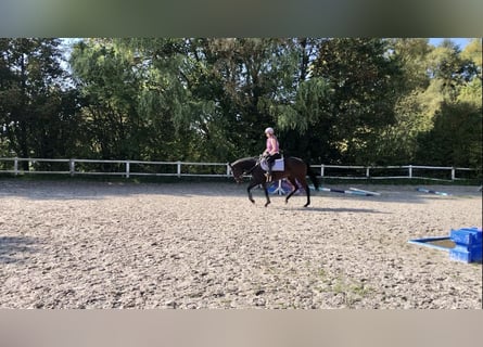 Thoroughbred, Mare, 5 years, 16 hh, Brown