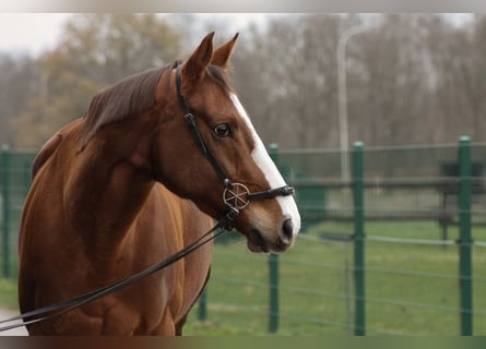Thoroughbred, Mare, 5 years, 16 hh, Chestnut