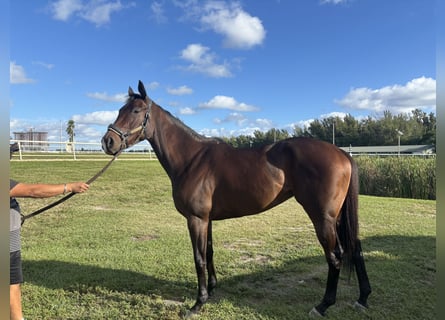 Thoroughbred, Mare, 5 years, Bay