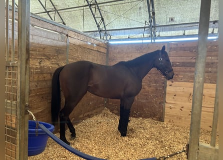 Thoroughbred, Mare, 5 years, Bay