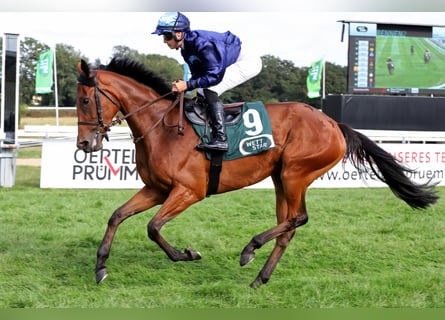 Thoroughbred, Mare, 5 years, Brown