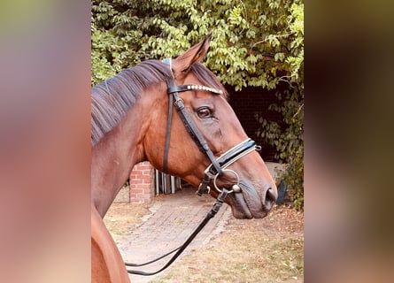 Thoroughbred, Mare, 6 years, 16 hh, Brown
