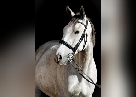 Thoroughbred, Mare, 6 years, 16 hh, Grey-Fleabitten