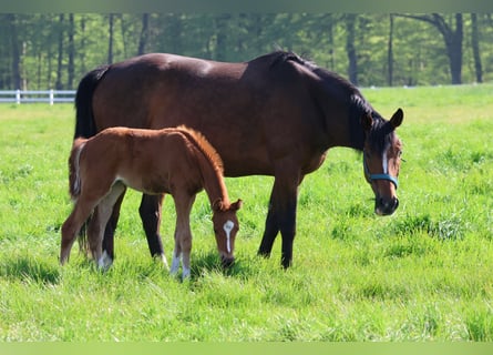 Thoroughbred, Mare, 7 years, 15,3 hh, Brown