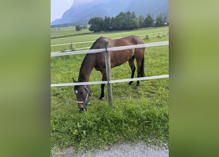 Thoroughbred, Mare, 7 years, 15,3 hh, Brown