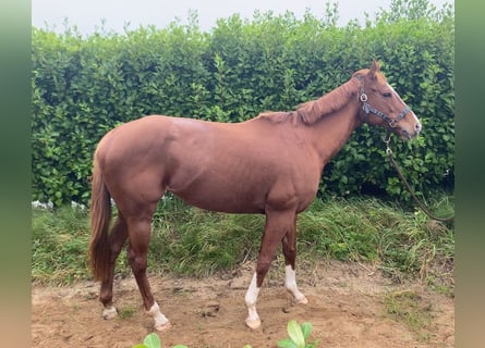 Thoroughbred, Mare, 8 years, 15.1 hh, Chestnut-Red