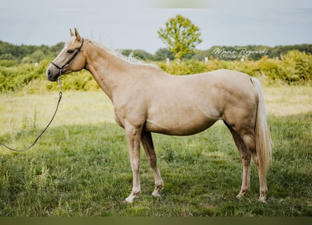 Thoroughbred, Mare, 8 years, 15,1 hh, Palomino