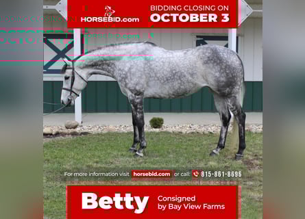 Thoroughbred, Mare, 8 years, 16.2 hh, Gray