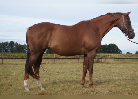 Thoroughbred, Mare, 8 years, 16 hh, Chestnut-Red