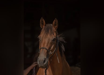 Thoroughbred, Mare, 9 years, 15,2 hh, Brown