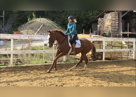 Thoroughbred, Mare, 9 years, 15,2 hh, Chestnut-Red