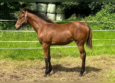 Thoroughbred, Mare, Foal (02/2024), 13 hh, Brown