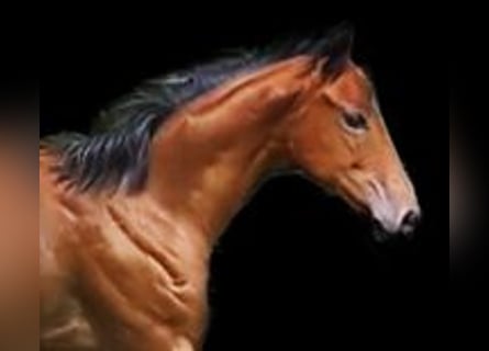 Thoroughbred, Mare, Foal (04/2023), 15.2 hh, Brown
